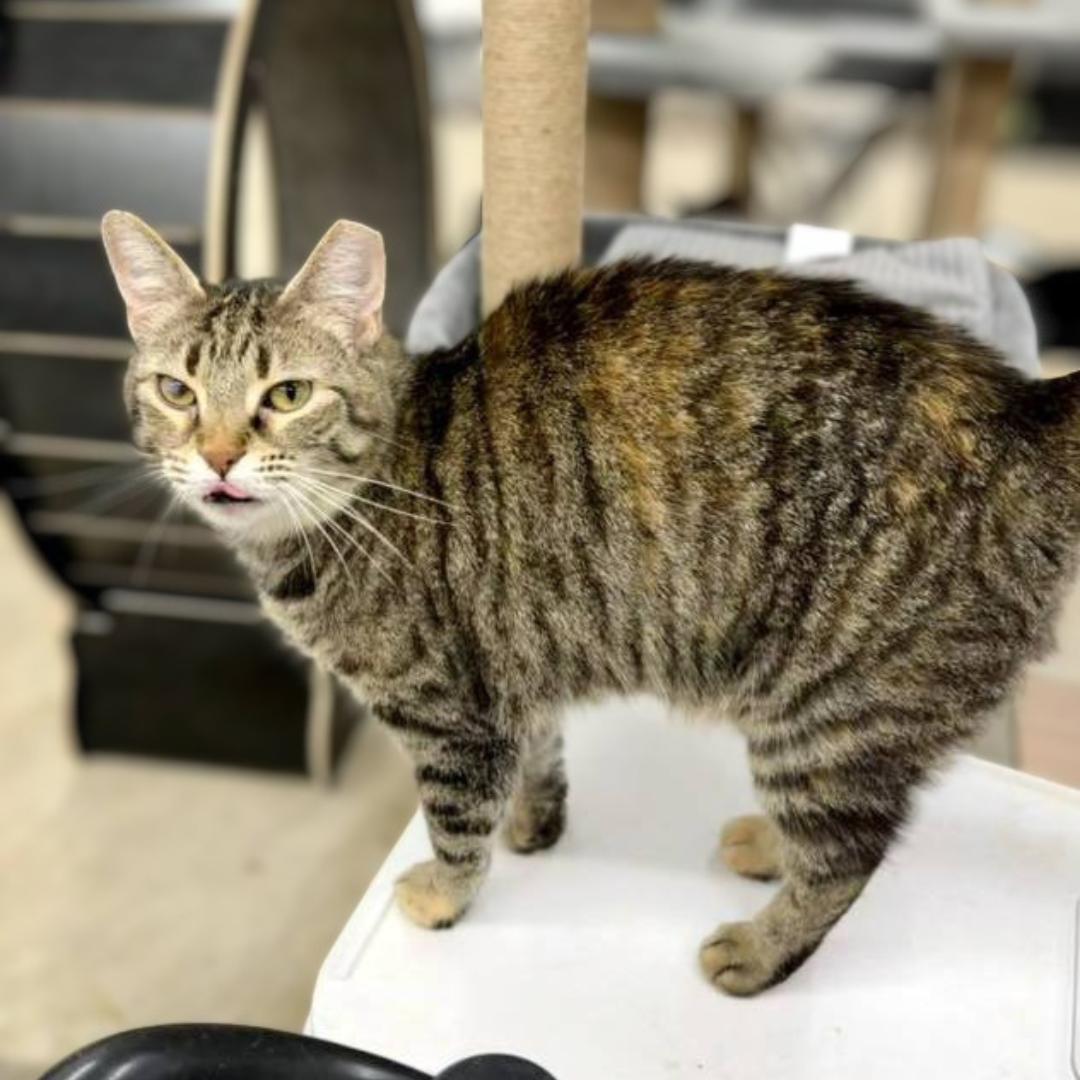 Enlarge Ouna, a Adoptable Domestic Short Hair in Pittsburgh, PA image 5/6