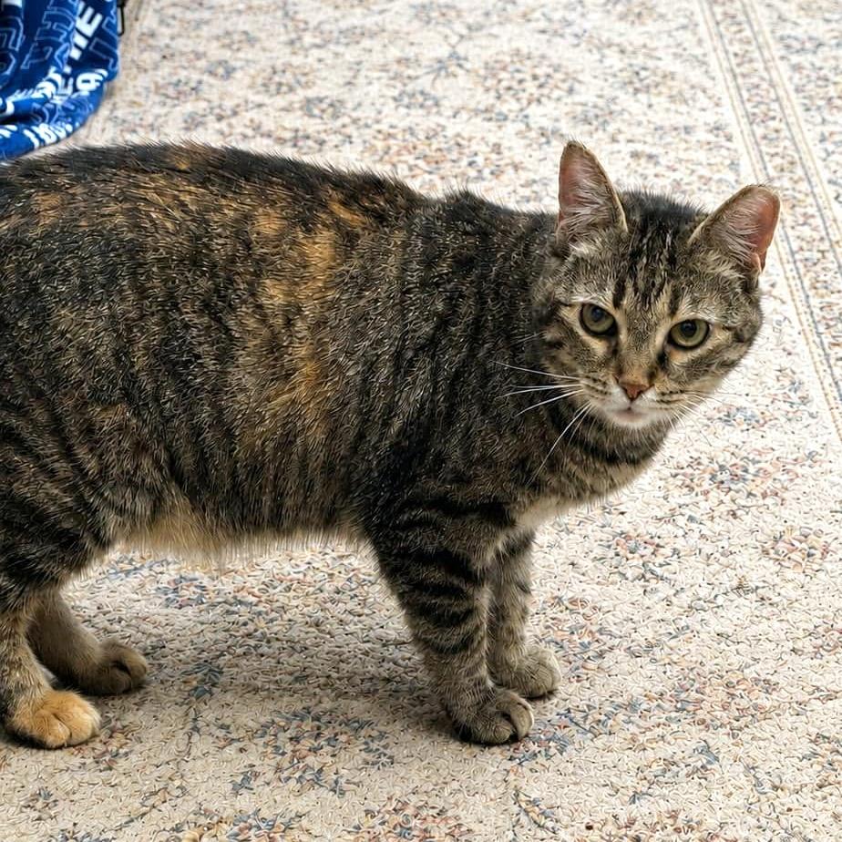 Enlarge Ouna, a Adoptable Domestic Short Hair in Pittsburgh, PA image 2/6