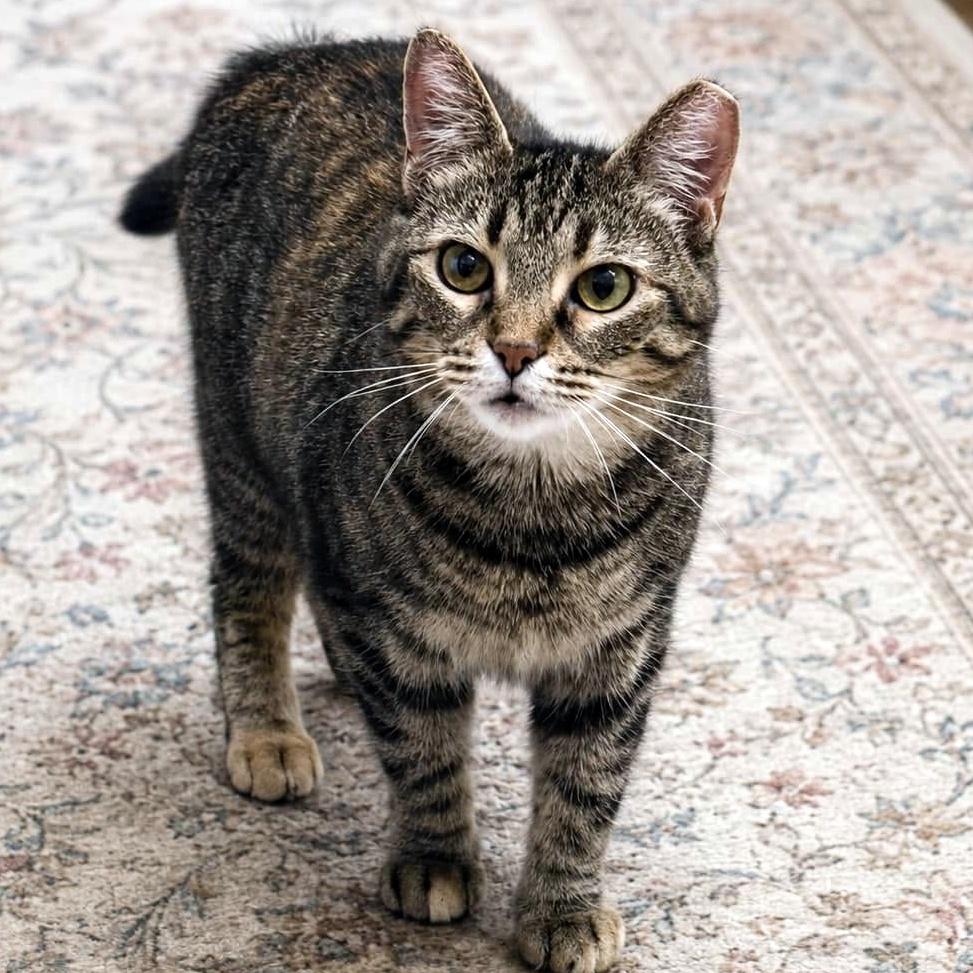 Enlarge Ouna, a Adoptable Domestic Short Hair in Pittsburgh, PA image 3/6