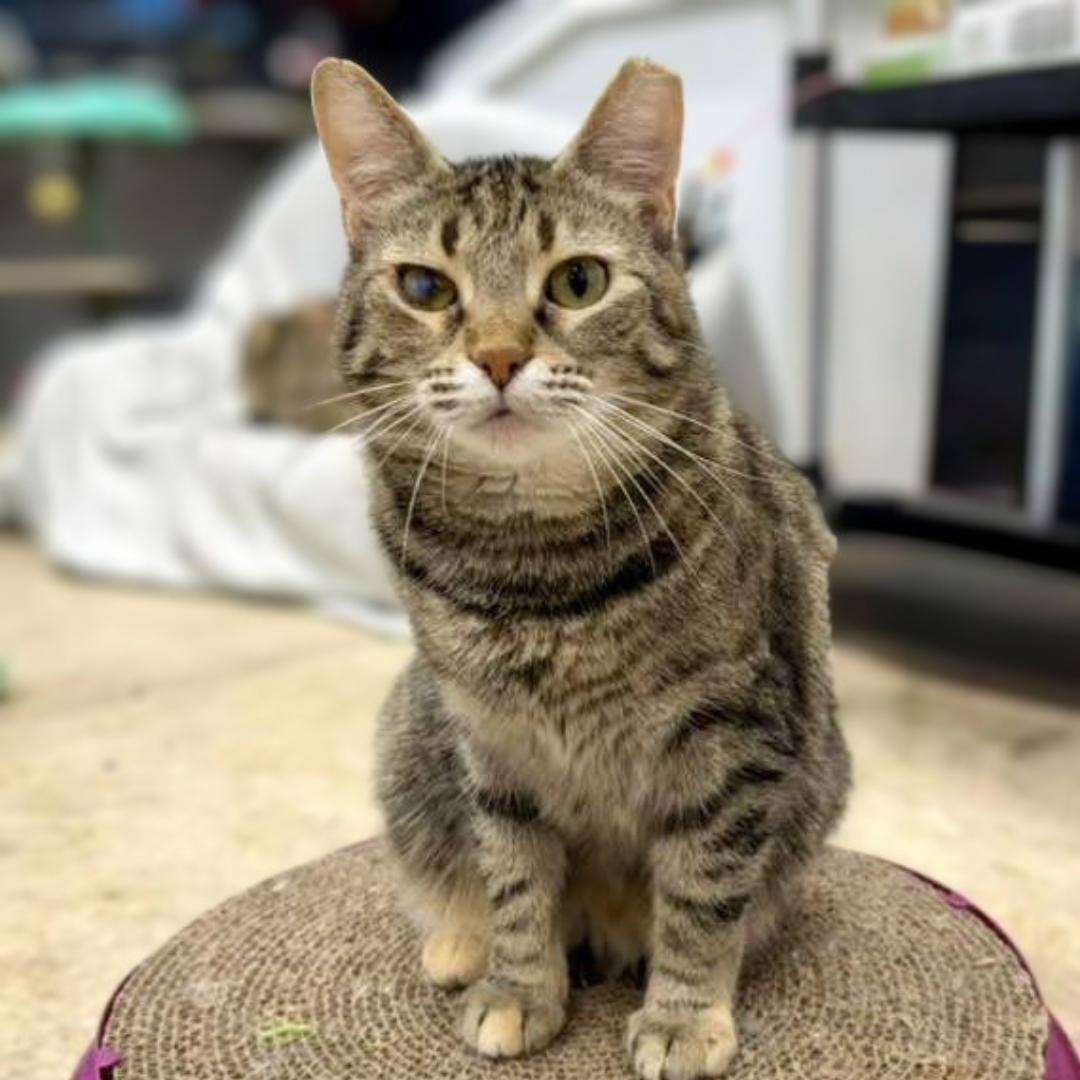 Ouna, Adoptable, Adult Female Domestic Short Hair.