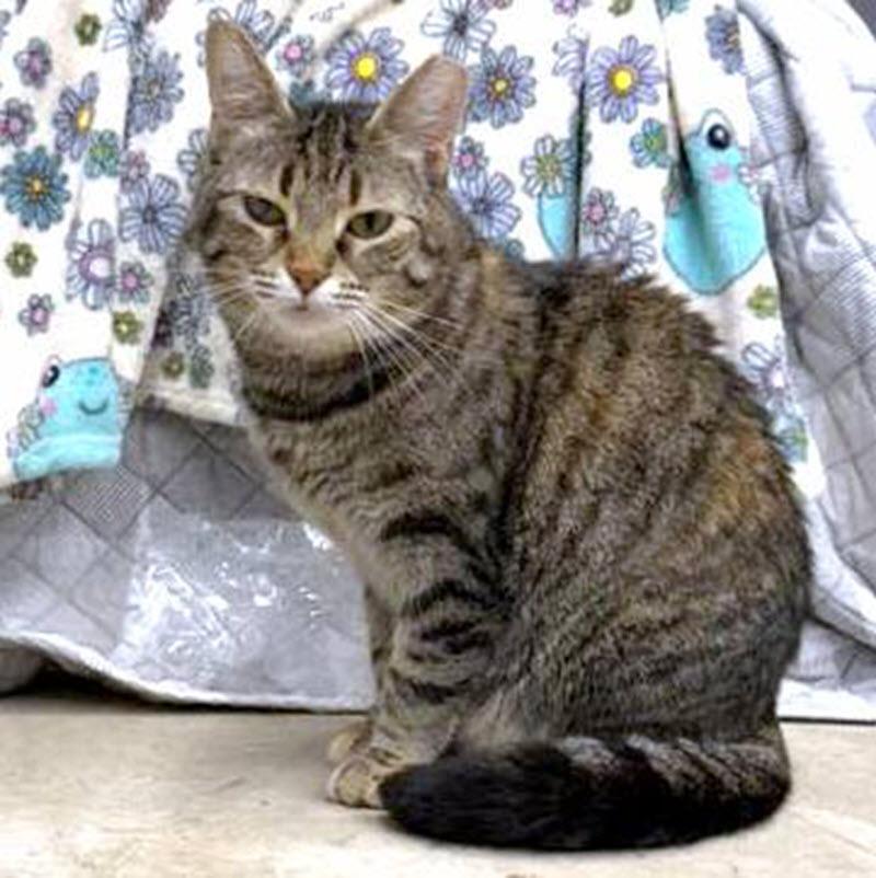 Enlarge Ouna, a Adoptable Domestic Short Hair in Pittsburgh, PA image 6/6