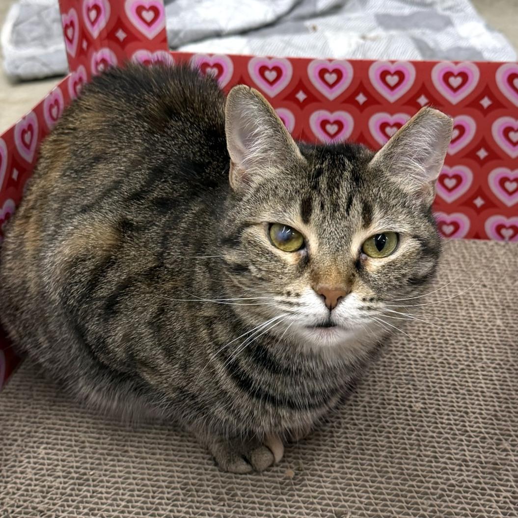 Enlarge Ouna, a Adoptable Domestic Short Hair in Pittsburgh, PA image 2/6