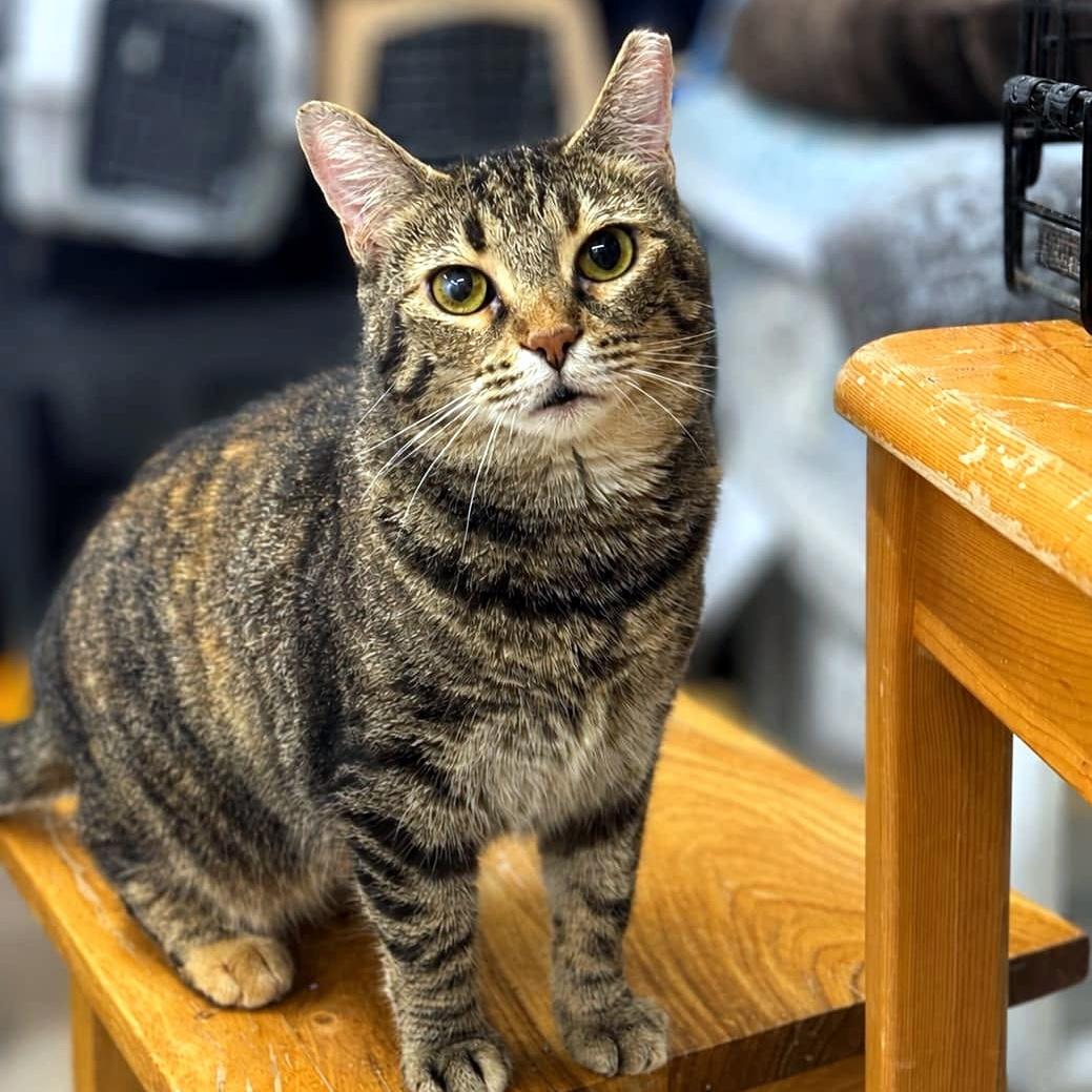 Enlarge Ouna, a Adoptable Domestic Short Hair in Pittsburgh, PA image 1/6