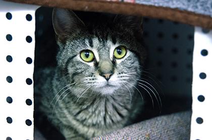 Button, Adoptable, Kitten Female Domestic Short Hair & Domestic Short Hair.
