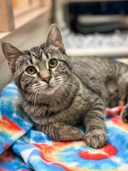 Enlarge Button, a Adoptable mixed breed in Jamestown, NY image 3/5