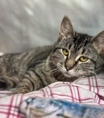 Enlarge Button, a Adoptable mixed breed in Jamestown, NY image 1/1