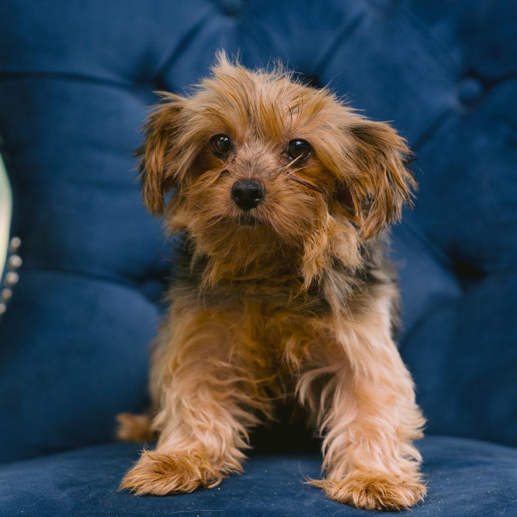 Bobby Ann, adopted, Adult Female Yorkshire Terrier.