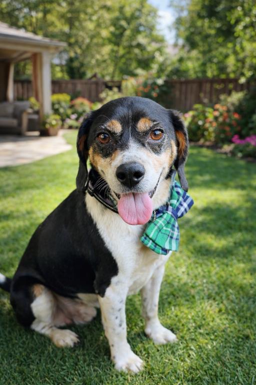 Jeepers, Adoptable, Adult Male Beagle.