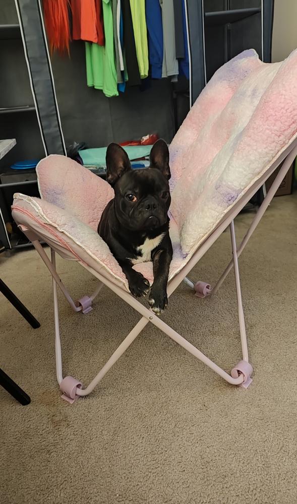 Ozzy - Tennessee, Adopted, Adult Male French Bulldog & Boston Terrier.