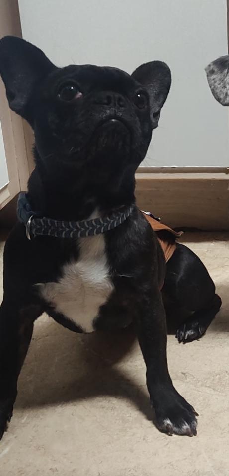 Ozzy - Tennessee, a Adopted mixed breed in Maryville, TN image 2/5