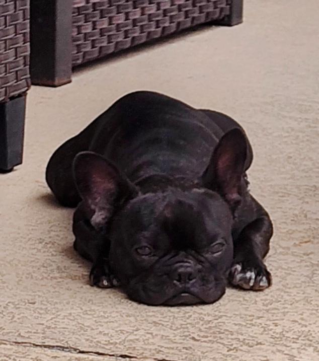 Ozzy - Tennessee, a Adopted mixed breed in Maryville, TN image 3/5