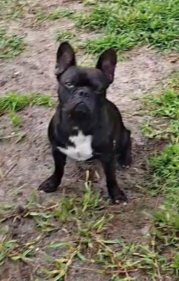 Ozzy - Tennessee, a Adopted mixed breed in Maryville, TN image 4/5