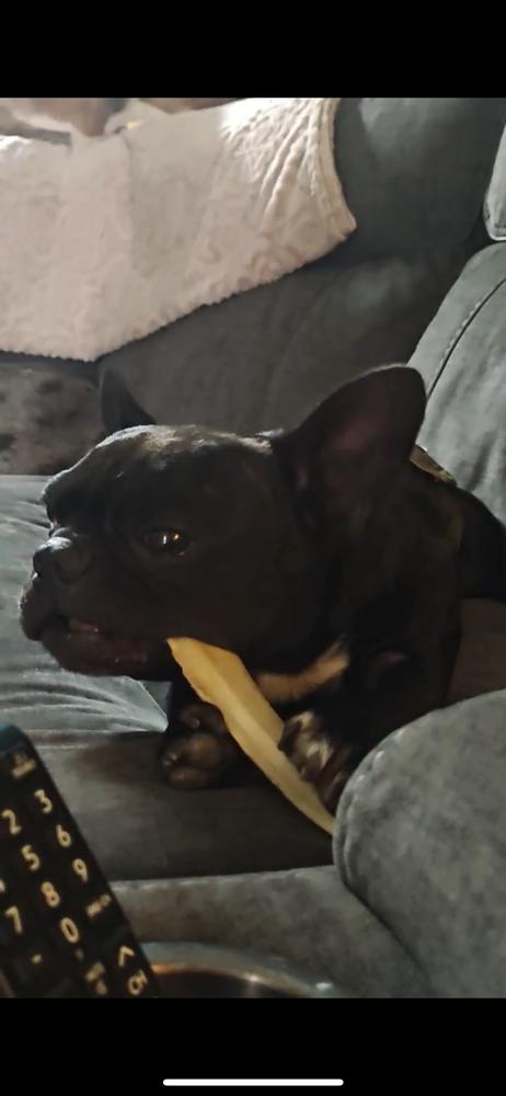 Ozzy - Tennessee, a Adopted mixed breed in Maryville, TN image 5/5