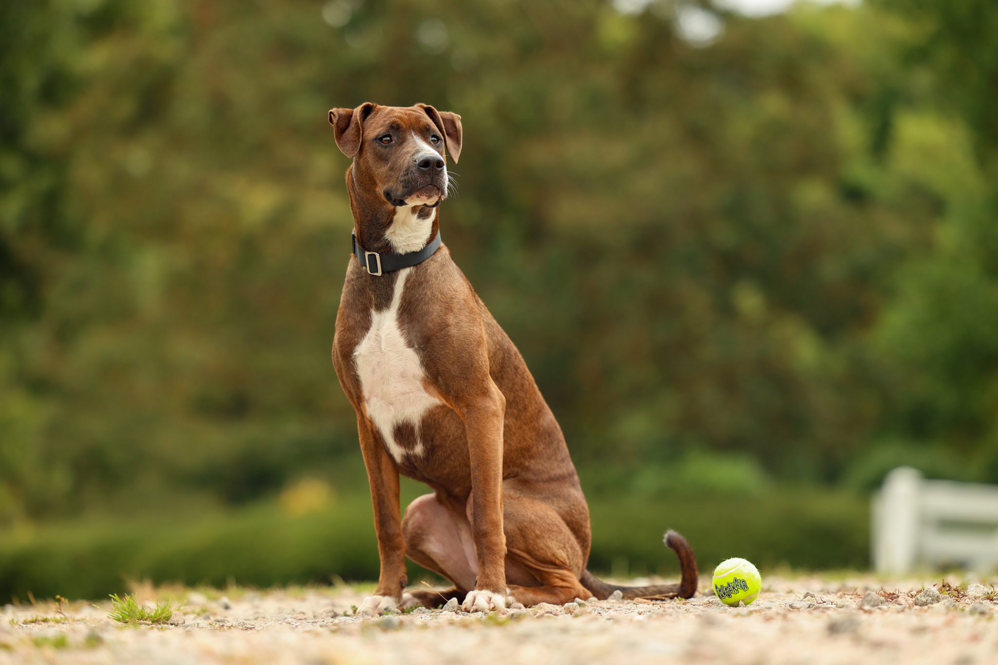 Boxer aka Rosey, a Adoptable mixed breed in Sanford, NC image 2/4