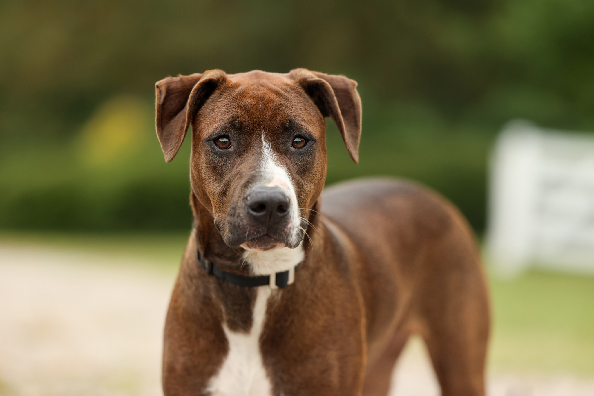 Boxer aka Rosey, Adoptable, Young Female Hound & American Staffordshire Terrier.
