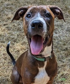 Boxer aka Rosey, a Adoptable mixed breed in Sanford, NC image 3/4