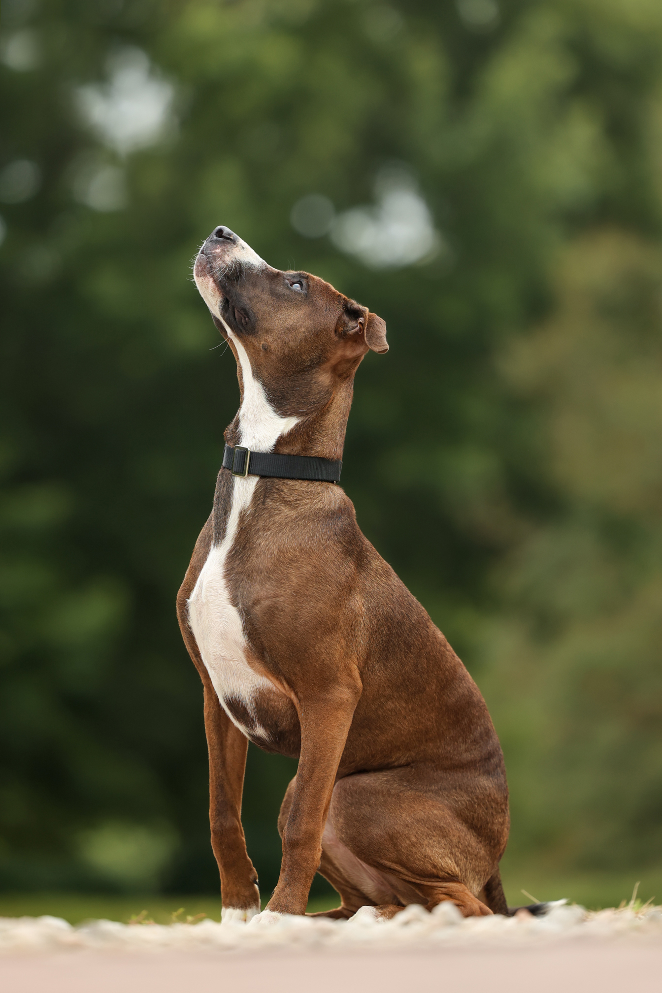 Boxer aka Rosey, a Adoptable mixed breed in Sanford, NC image 4/4