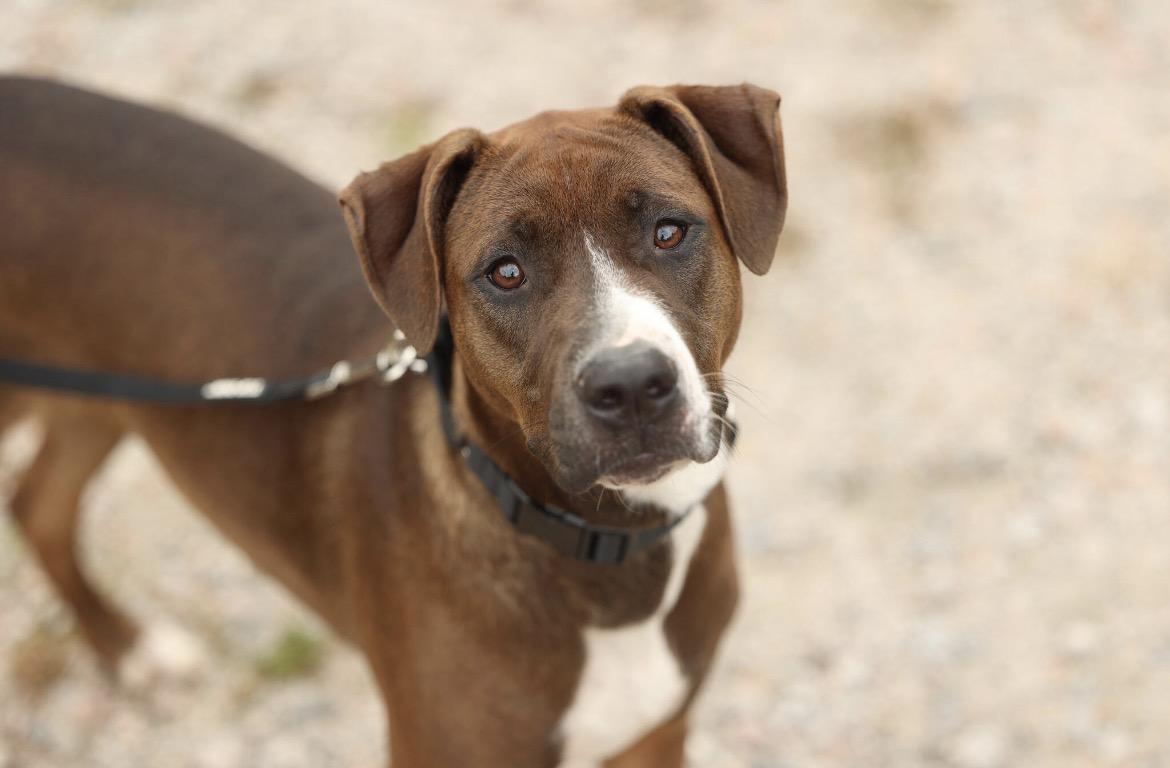 Boxer aka Rosey, Adoptable, Young Female Hound & American Staffordshire Terrier.