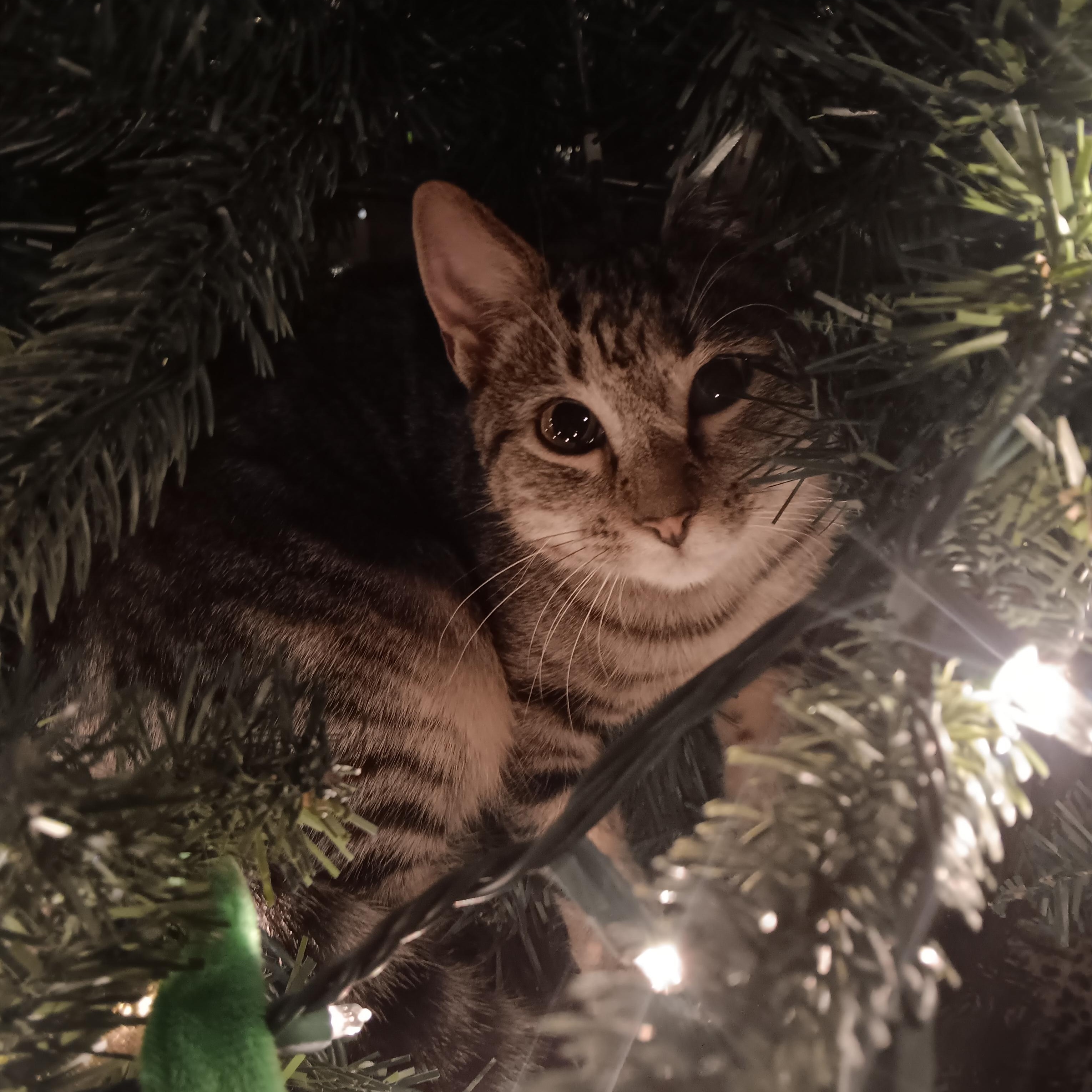 Jermaine — thumbnail 3