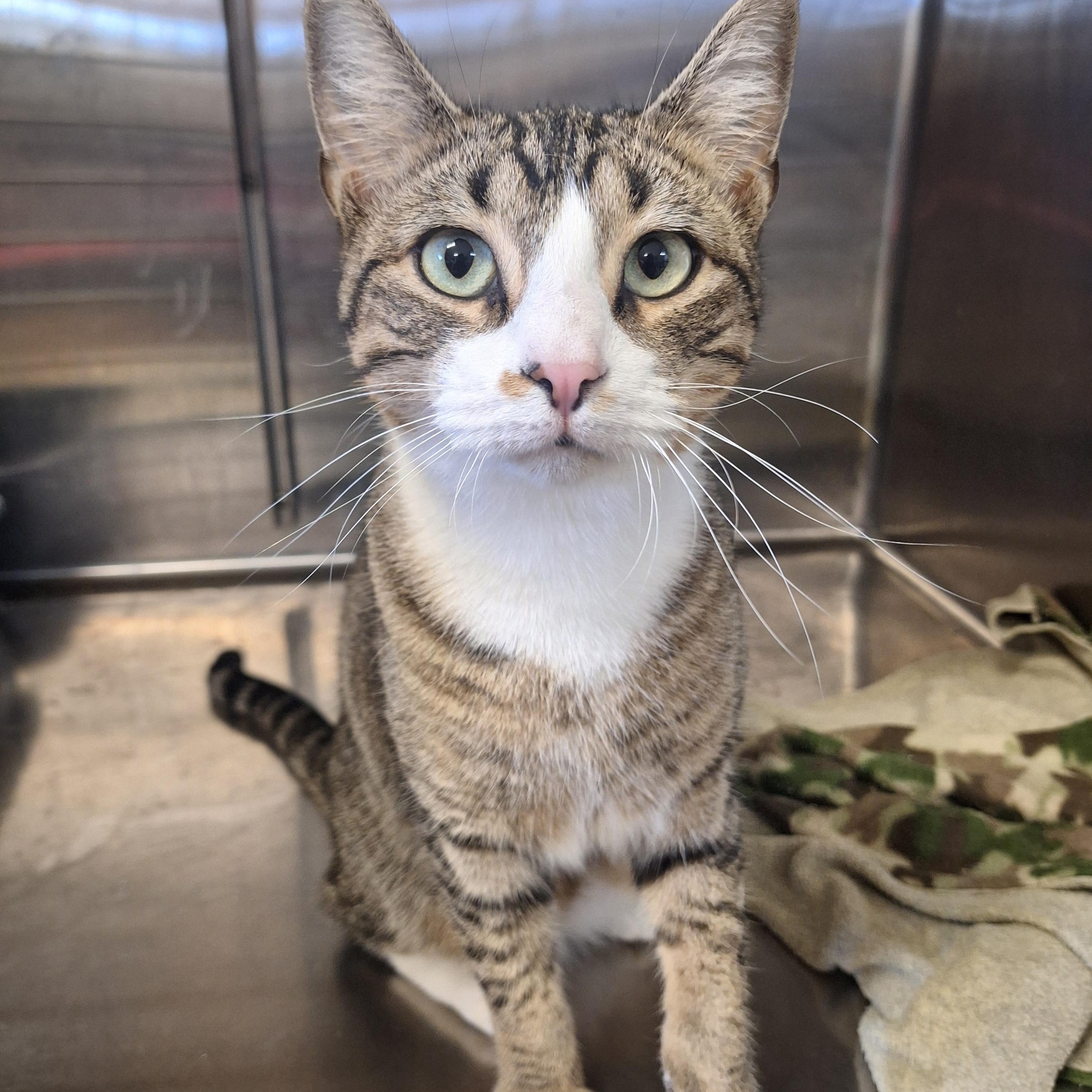 Watson, Adoptable, Adult Male Domestic Short Hair.