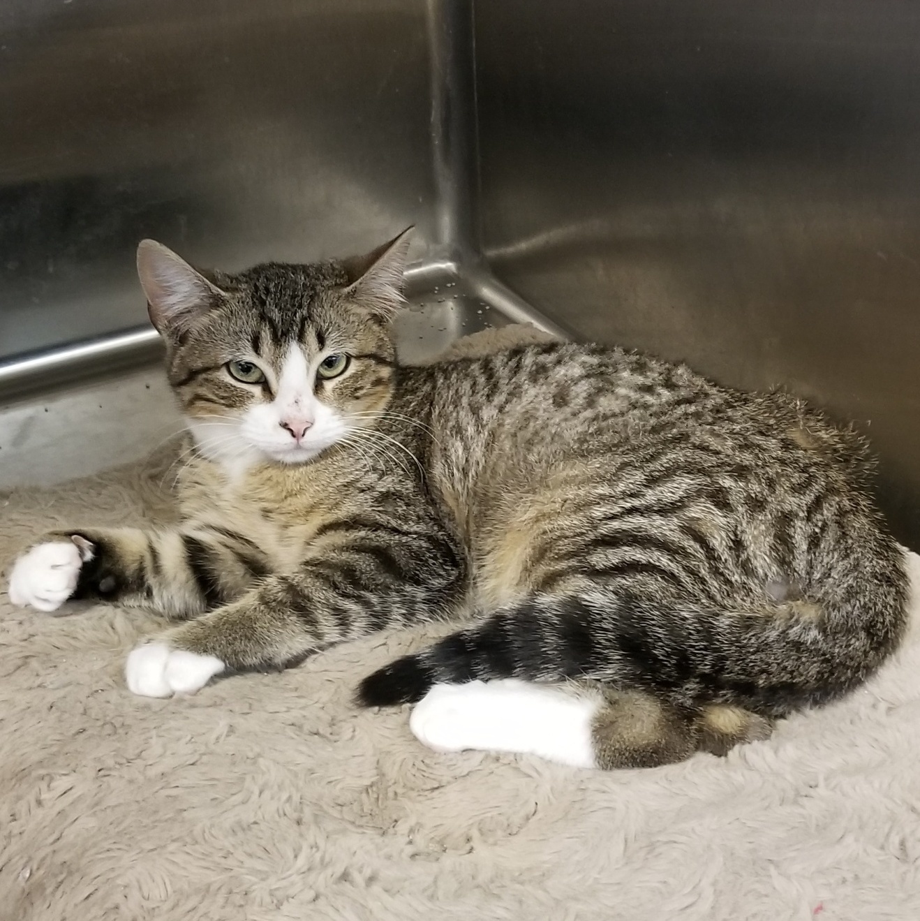 Enlarge Watson, a Adoptable Domestic Short Hair in Aransas Pass, TX image 2/3