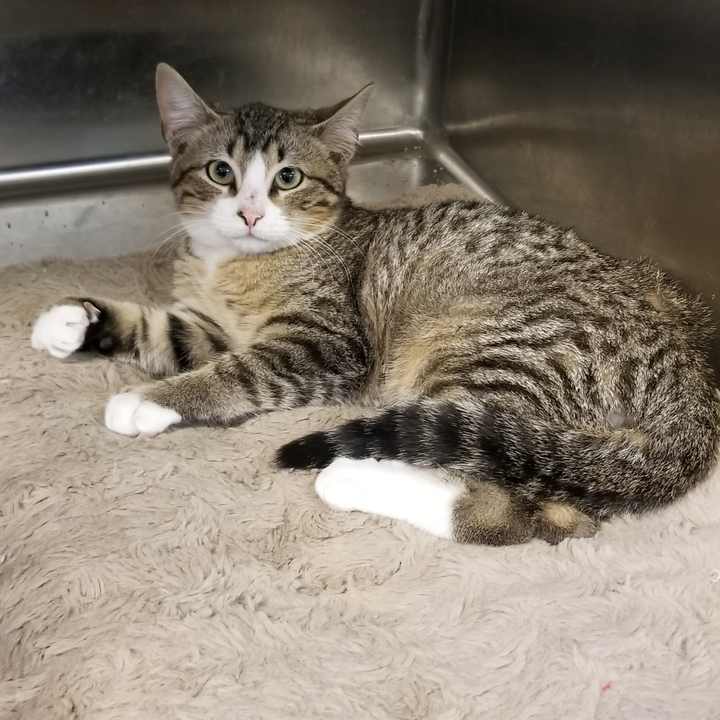 Enlarge Watson, a Adoptable Domestic Short Hair in Aransas Pass, TX image 3/3