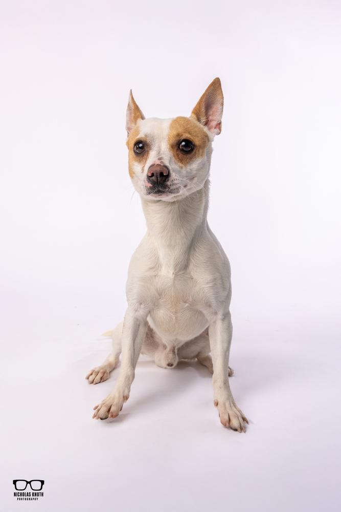Scrappy Doo, Adoptable, Adult Male Chihuahua & Jack Russell Terrier.