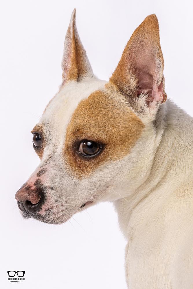 Enlarge Scrappy Doo, a Adoptable mixed breed in Palatine, IL image 3/6