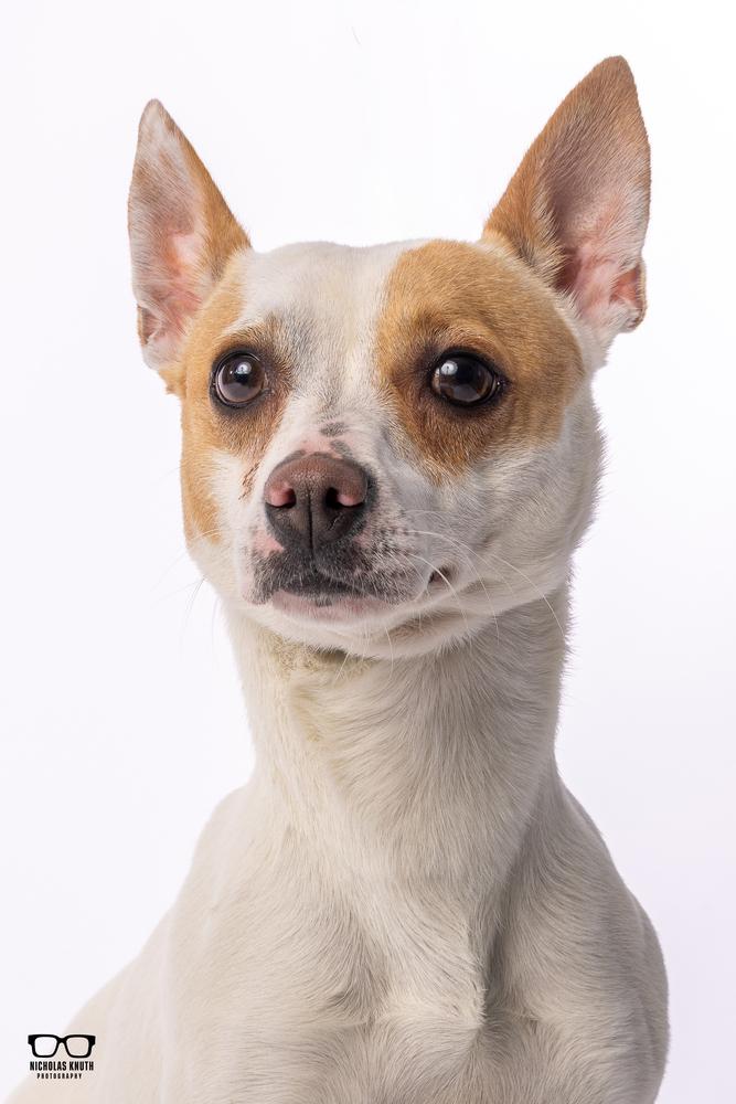 Enlarge Scrappy Doo, a Adoptable mixed breed in Palatine, IL image 5/6