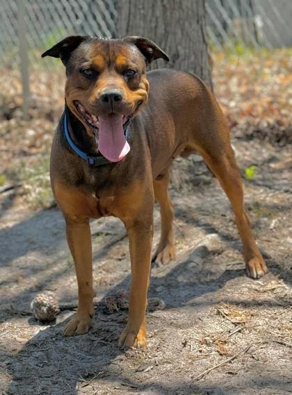 King, Adoptable, Adult Male Mixed Breed & Mixed Breed.