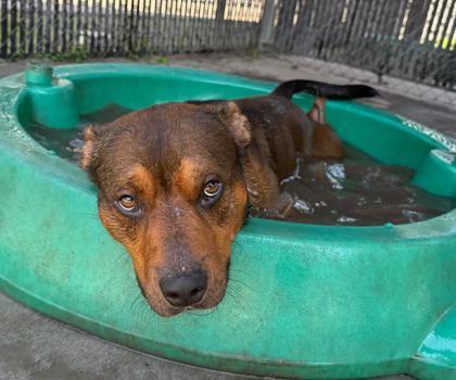 King, Adoptable, Adult Male Mixed Breed & Mixed Breed.