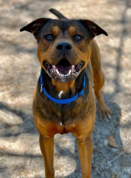 King, a Adoptable mixed breed in Savannah, GA image 2/2