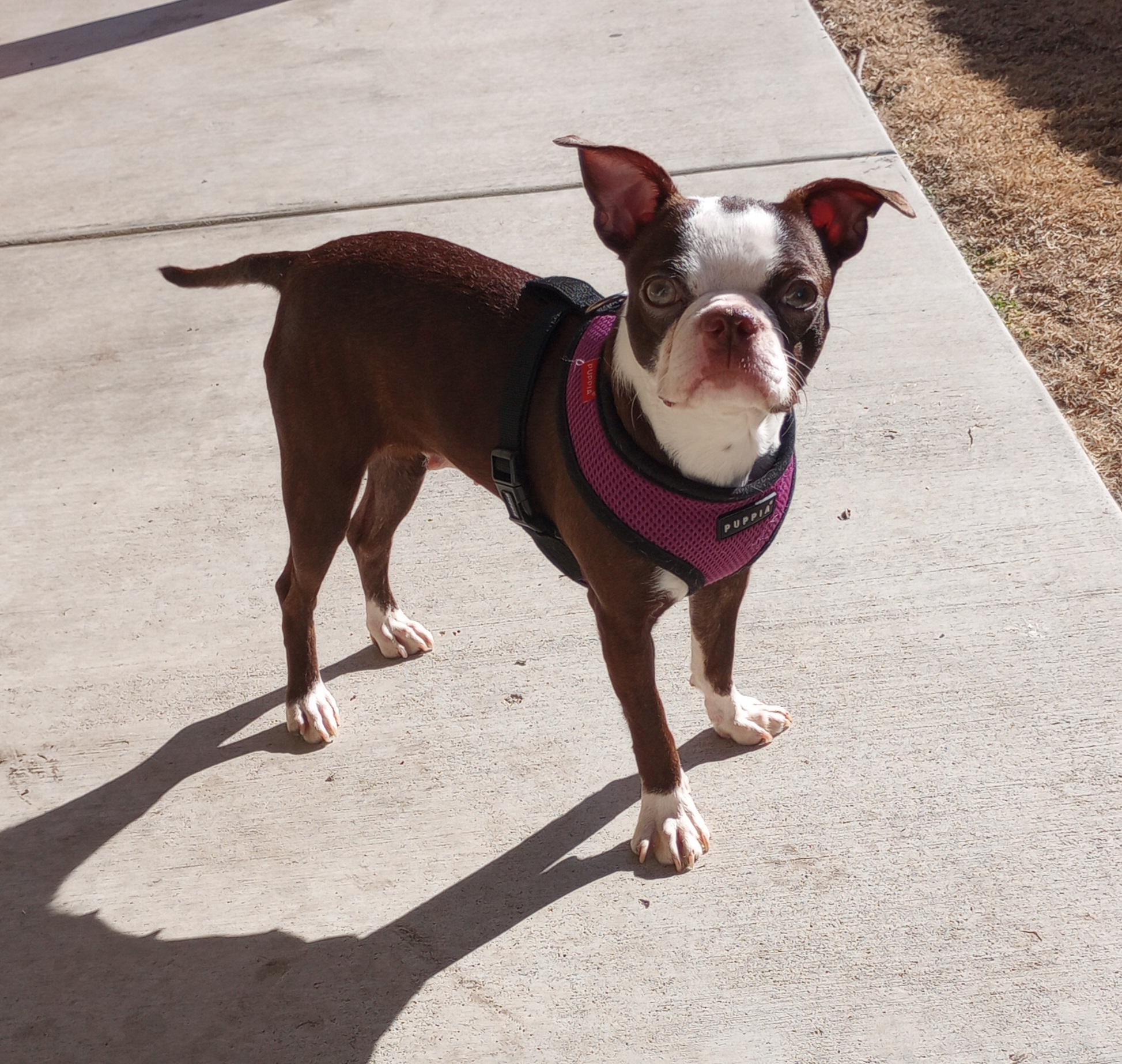 Hazel in KS, Adoptable, Young Female Boston Terrier.