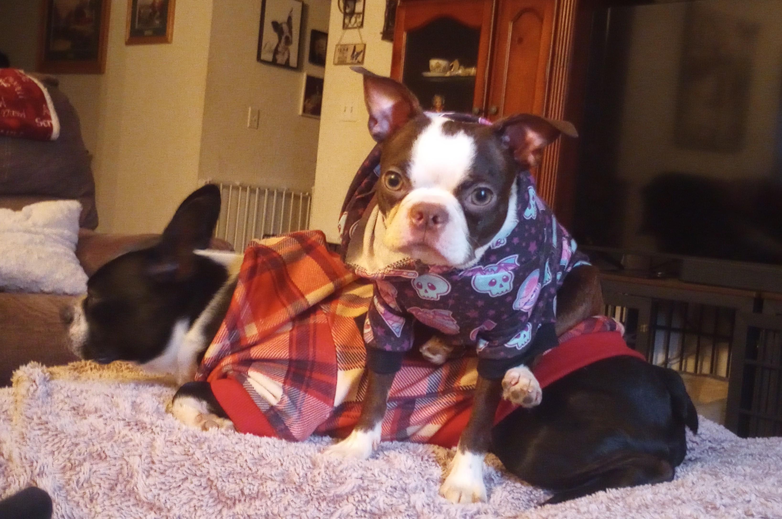 Enlarge Hazel in KS, a Adoptable Boston Terrier in Wichita, KS image 4/4