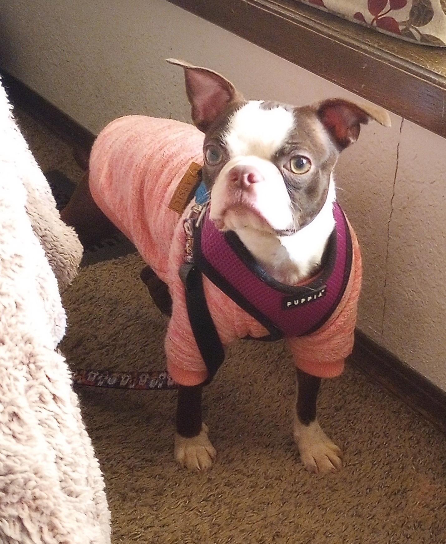 Enlarge Hazel in KS, a Adoptable Boston Terrier in Wichita, KS image 3/4