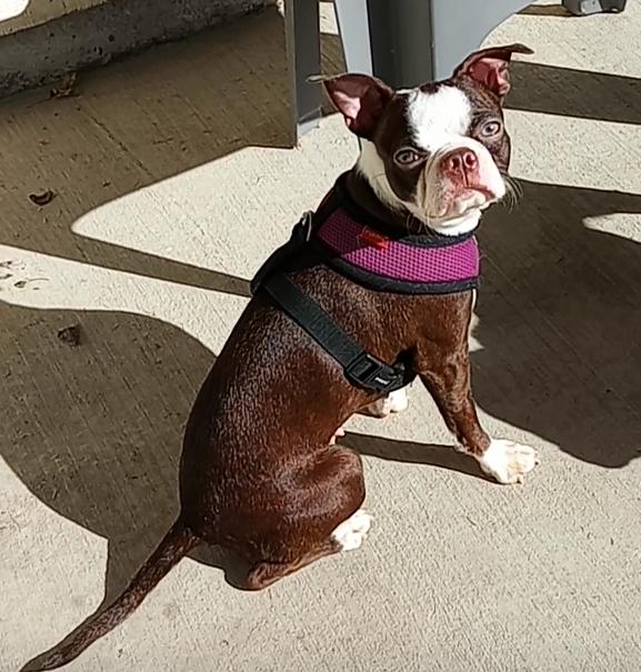 Enlarge Hazel in KS, a Adoptable Boston Terrier in Wichita, KS image 2/4