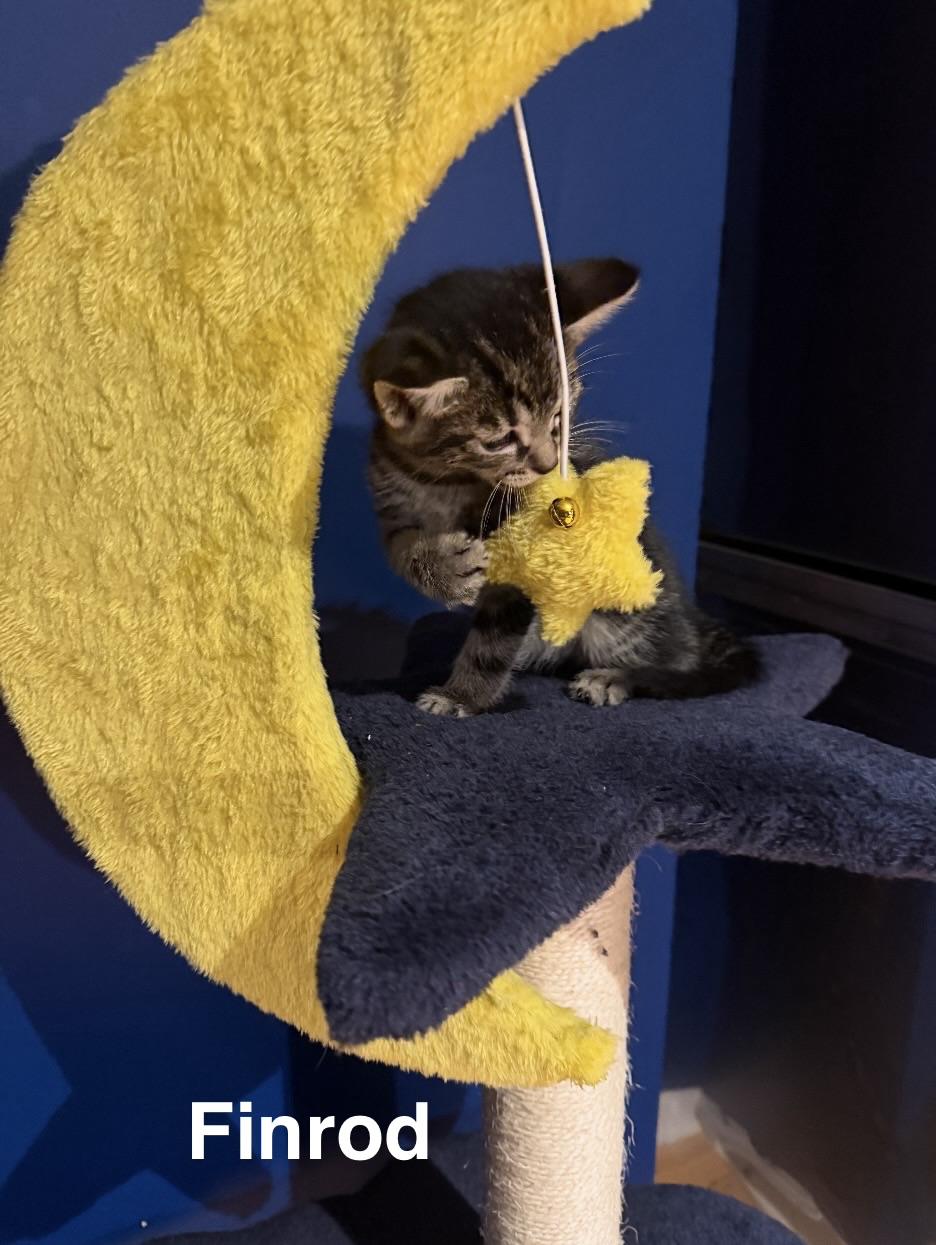 Finrod, ADOPTABLE, Kitten Male Domestic Medium Hair.