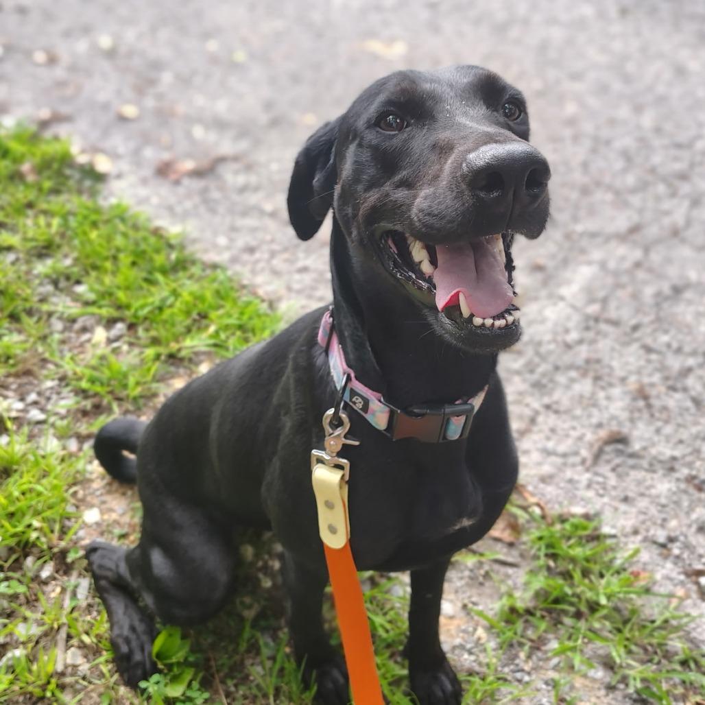 Libby, a Adoptable Black Labrador Retriever in Evensville, TN image 1/6