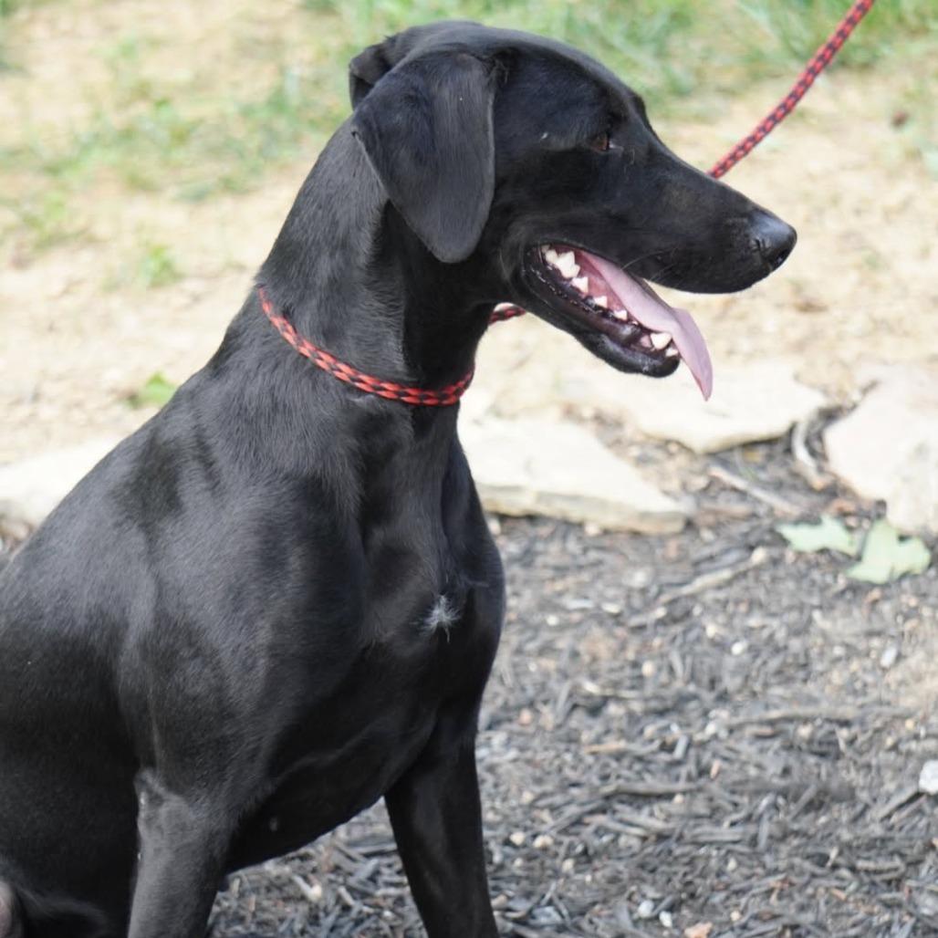 Enlarge Libby, a Adoptable Black Labrador Retriever in Evensville, TN image 1/6