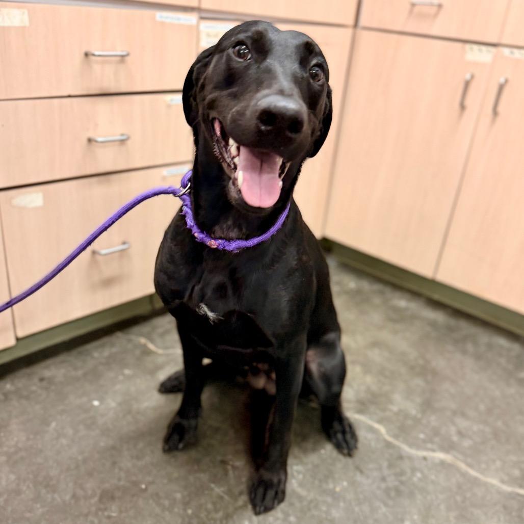 Libby, a Adoptable Black Labrador Retriever in Evensville, TN image 2/6