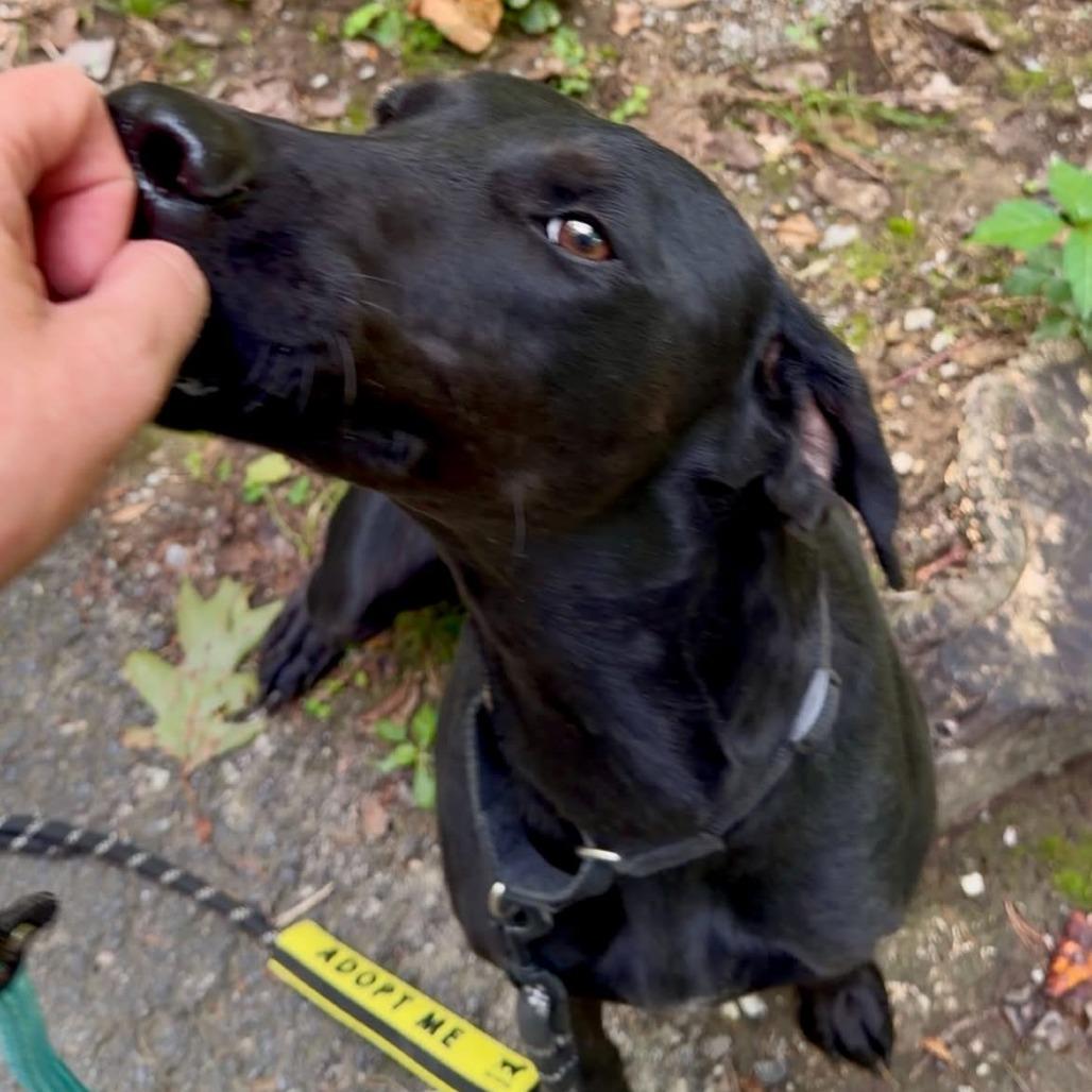 Enlarge Libby, a Adoptable Black Labrador Retriever in Evensville, TN image 2/6