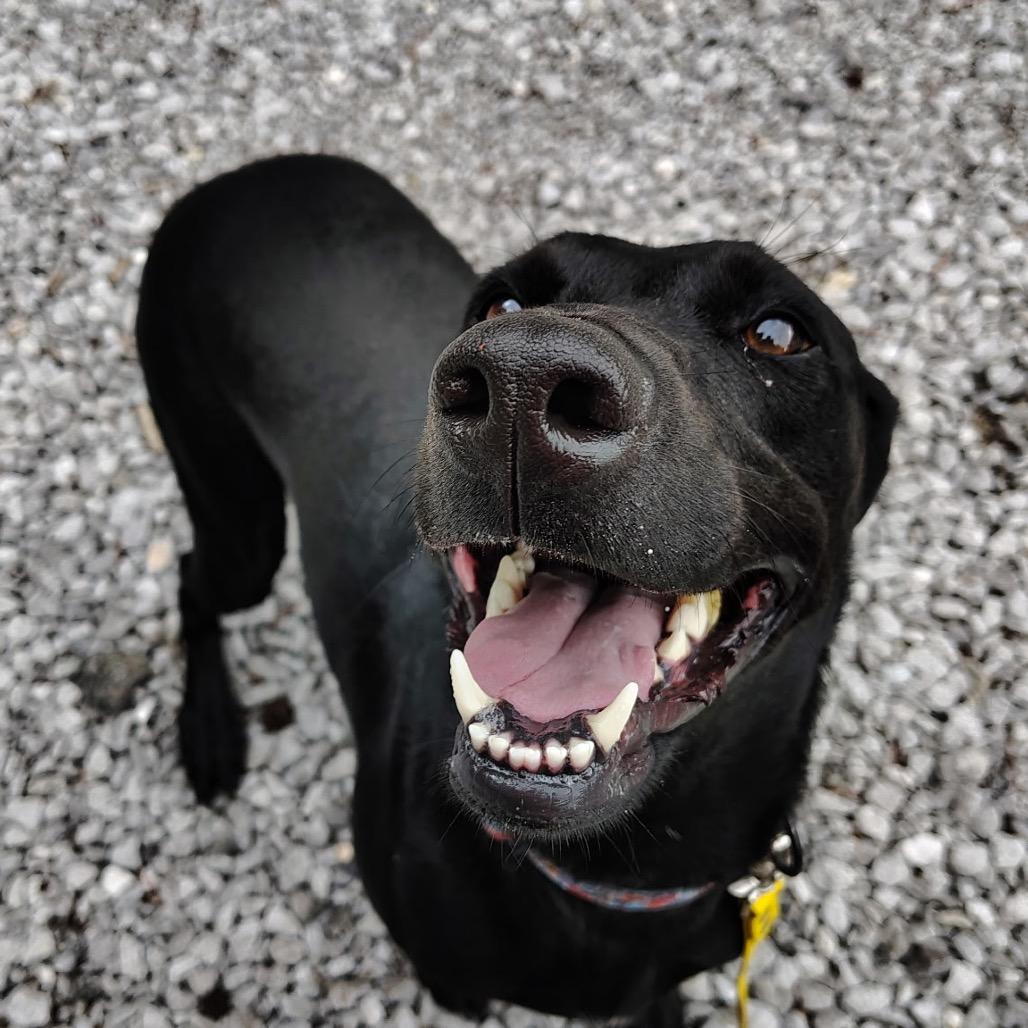 Libby, a Adoptable Black Labrador Retriever in Evensville, TN image 3/6