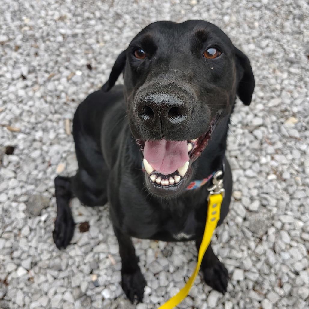 Libby, a Adoptable Black Labrador Retriever in Evensville, TN image 4/6