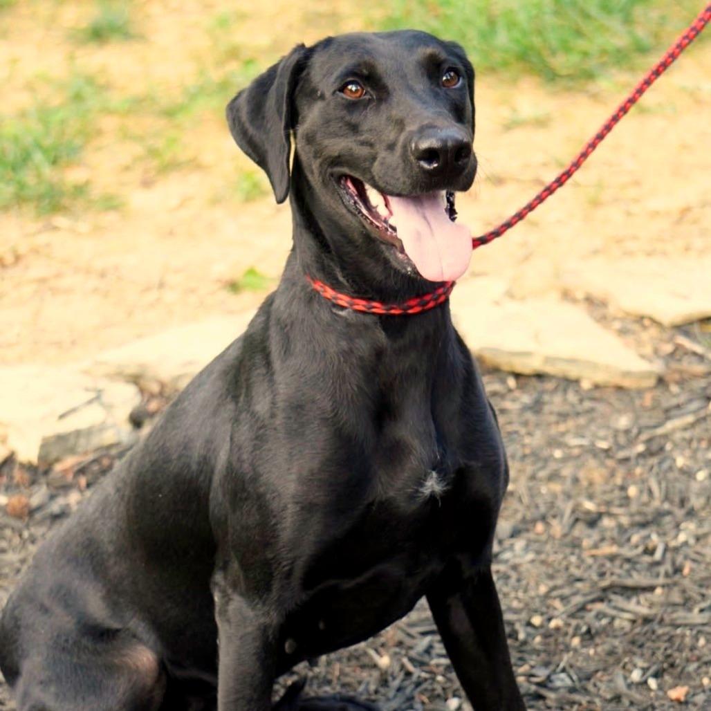 Libby, a Adoptable Black Labrador Retriever in Evensville, TN image 5/6