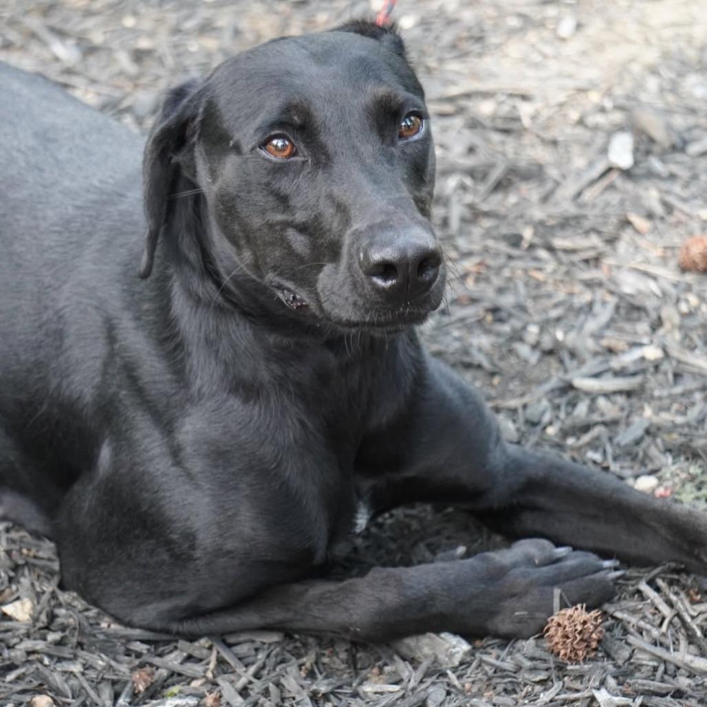 Libby, a Adoptable Black Labrador Retriever in Evensville, TN image 6/6