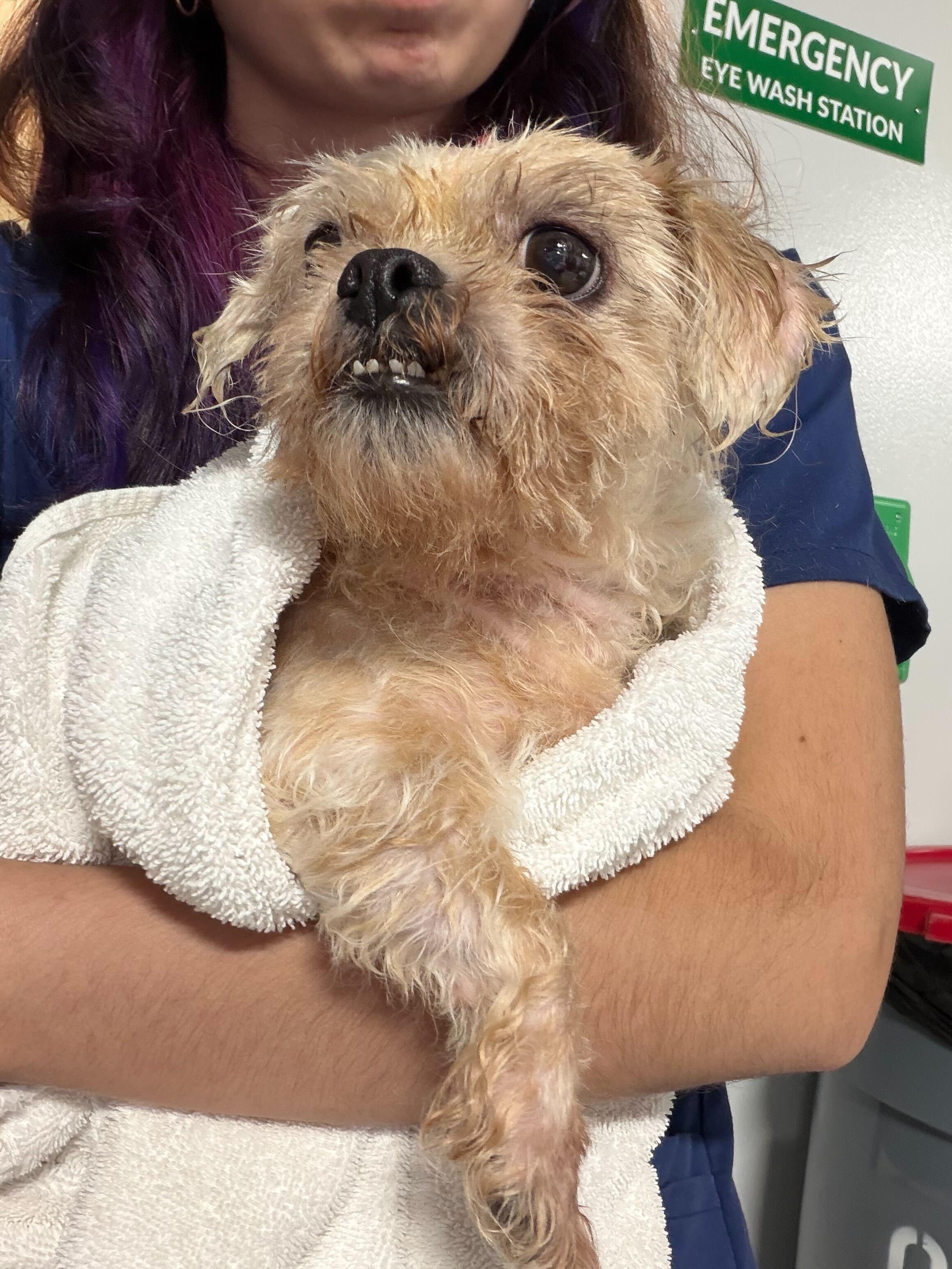 Nina, Adoptable, Adult Female Norfolk Terrier.