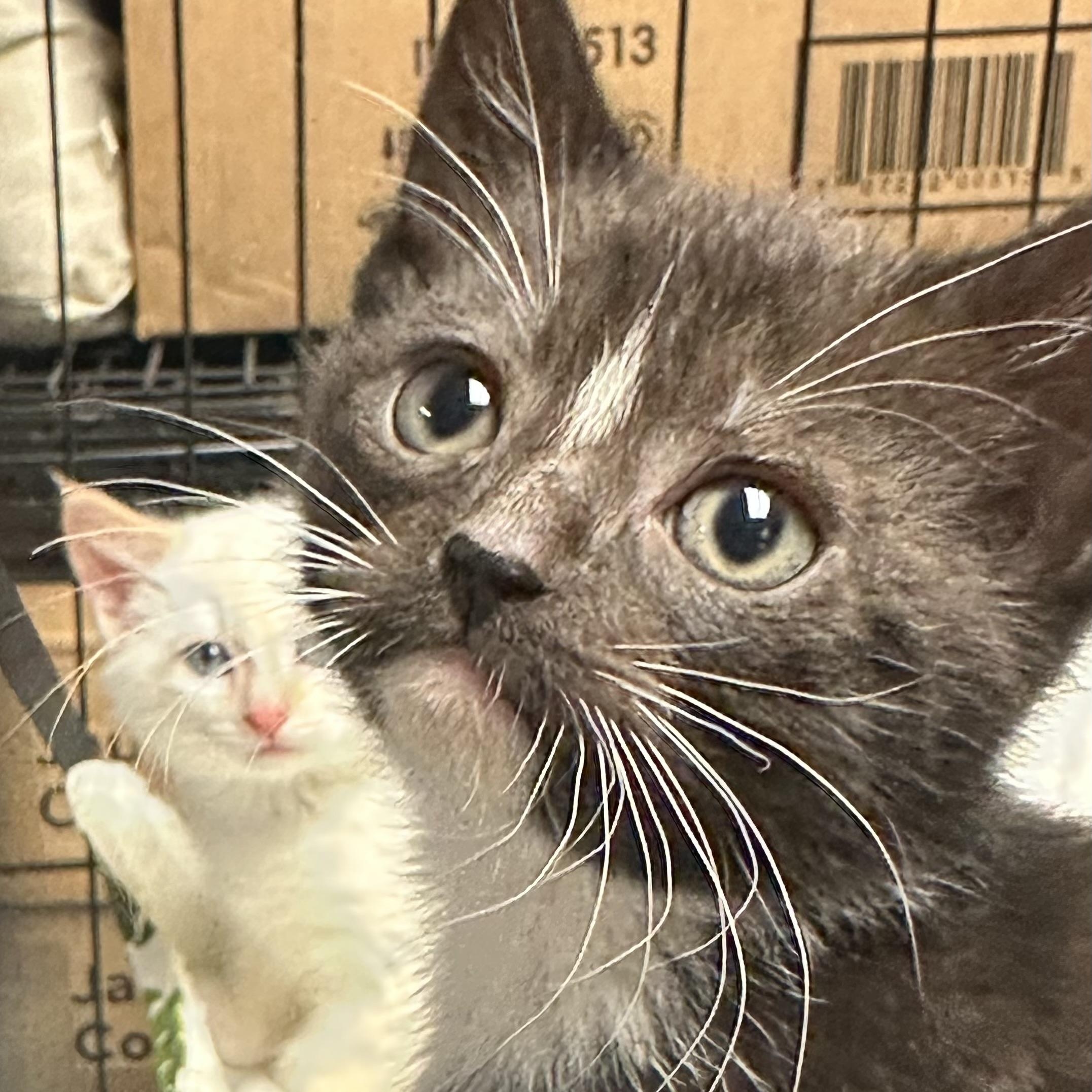 Oliver - (AB), adopted, Kitten Male Domestic Short Hair.