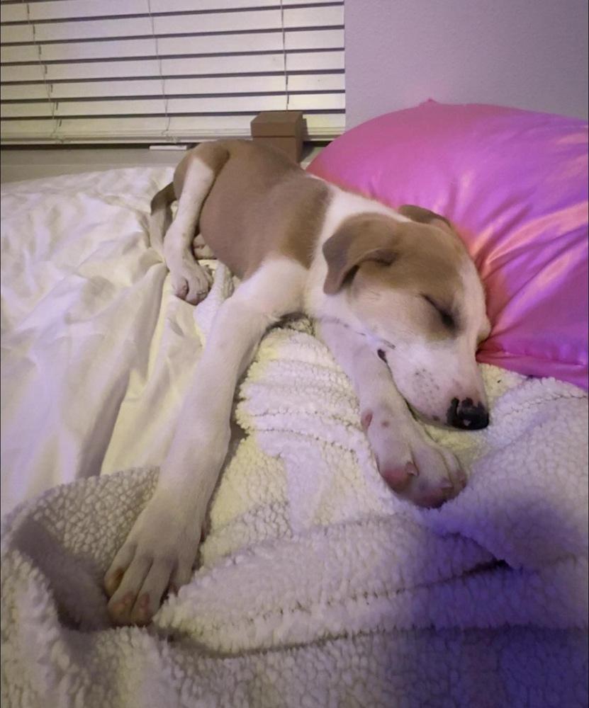 Howie, Adoptable, Puppy Male Labrador Retriever.