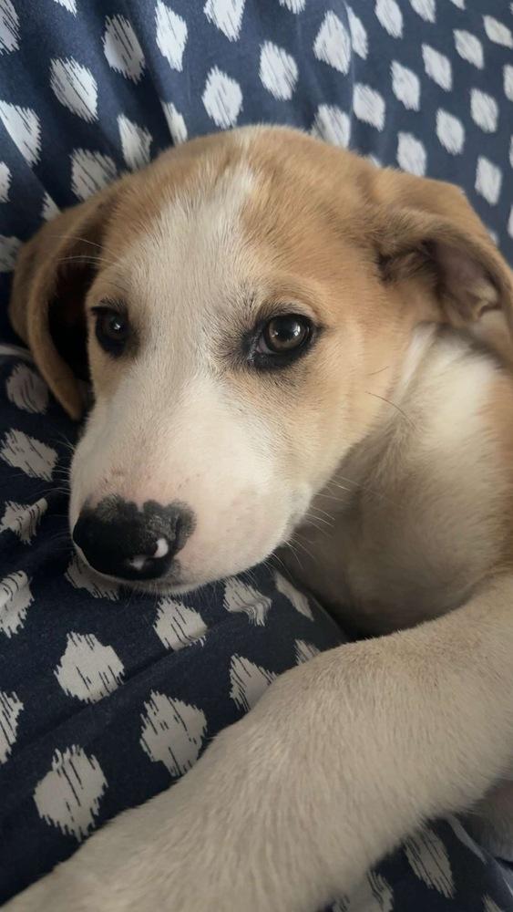 Enlarge Howie, a Adoptable mixed breed in Colorado Springs, CO image 2/6