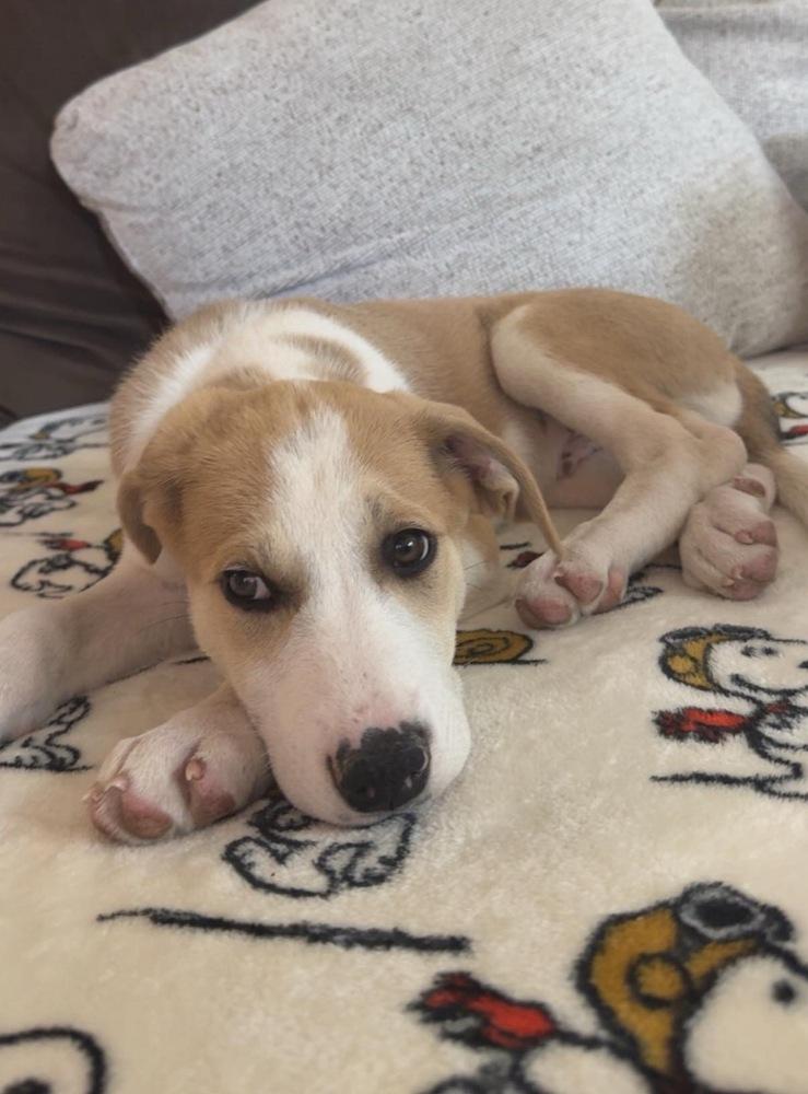 Enlarge Howie, a Adoptable mixed breed in Colorado Springs, CO image 3/6